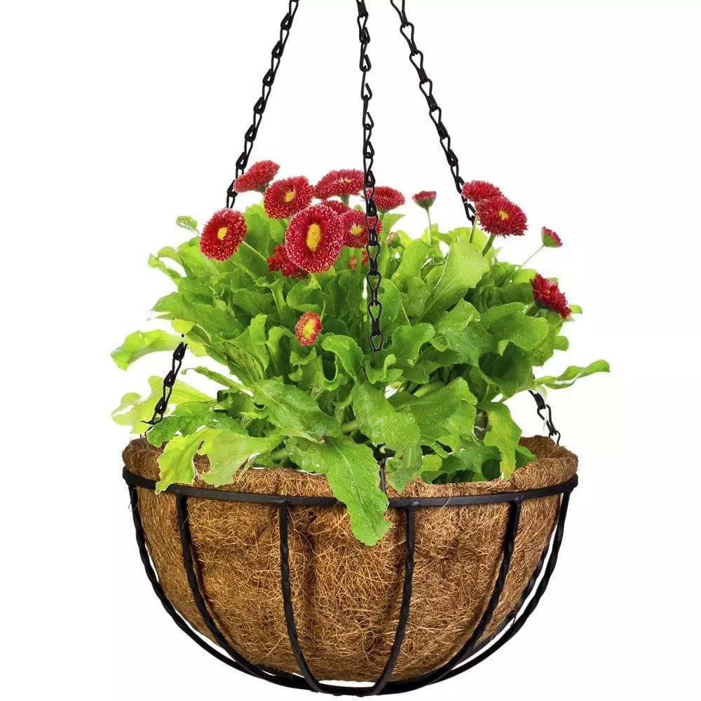 Gilbert & Bennett Canterbury 12 in. Metal and Coconut Liner Hanging Basket 2 Gilbert & Bennett Canterbury 12 in. Metal and Coconut Liner Hanging Basket - Image 2