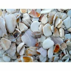 Butler Arts 0.25 cu. ft. 3/4 in. to 1-1/4 in. Natural Landscaping Seashells