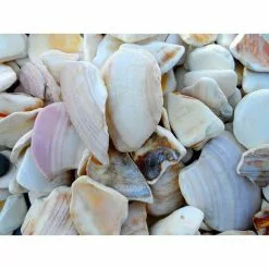 Butler Arts 0.25 cu. ft. 3/4 in. to 1-1/4 in. Natural Landscaping Seashells -Deals Silky Store butler arts bagged landscape rocks mss 1220 a0 1000