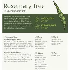 LIVELY ROOT Medium Rosemary Christmas Tree (Rosmarinus officinalis) in 6 in. Grower Pot -Deals Silky Store lively root herb plants lrrctin6g 4f 1000