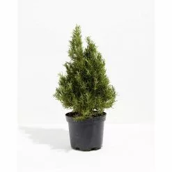 LIVELY ROOT Medium Rosemary Christmas Tree (Rosmarinus officinalis) in 6 in. Grower Pot