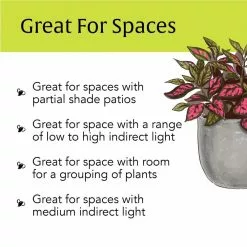 LIVELY ROOT 4 in. Pink Polka Dot Plant (Hypoestes Phyllostachya) Plant in Grower Pot 9 LIVELY ROOT 4 in. Pink Polka Dot Plant (Hypoestes Phyllostachya) Plant in Grower Pot -Deals Silky Store lively root indoor plants lfpnkdt 1f 1000