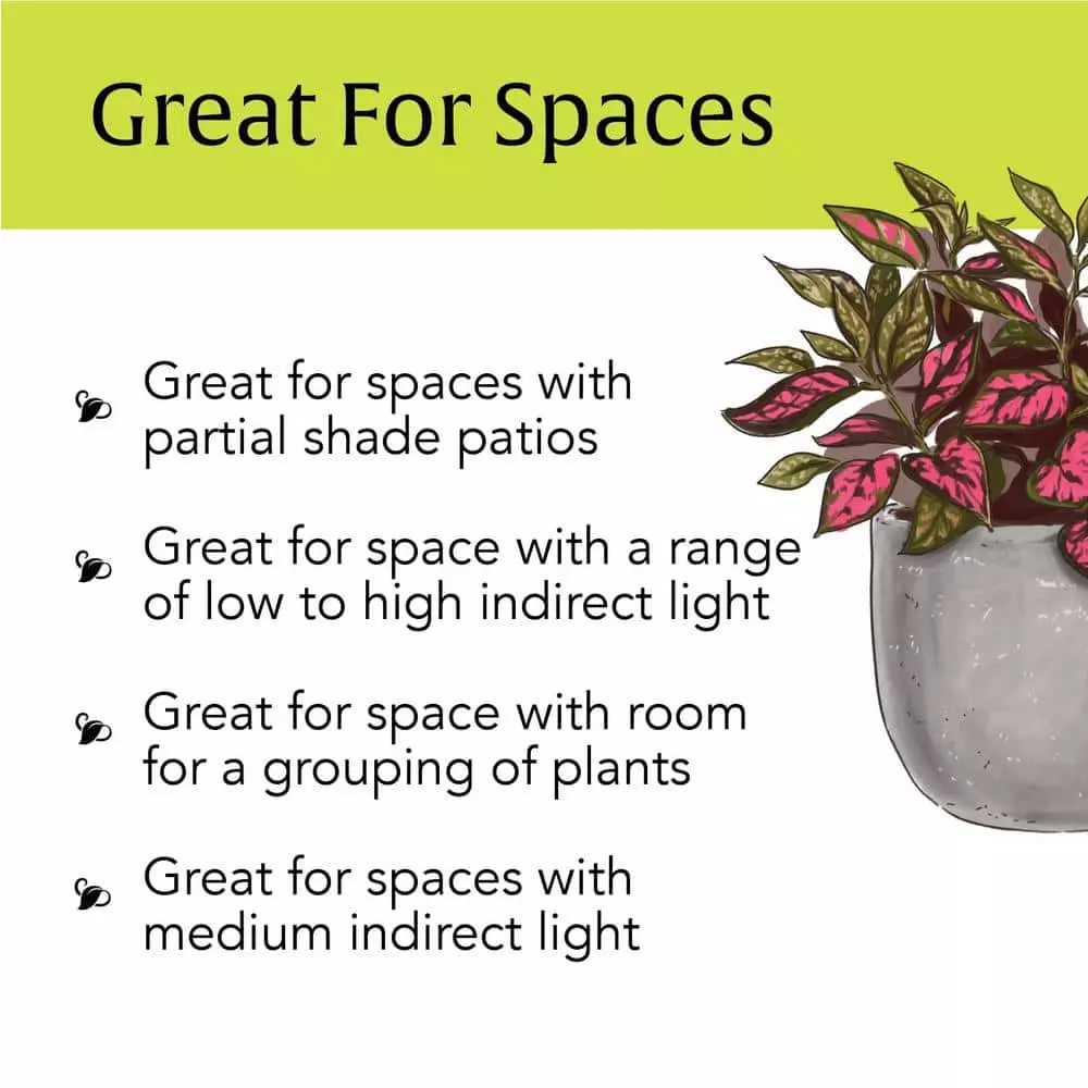 LIVELY ROOT 4 in. Pink Polka Dot Plant (Hypoestes Phyllostachya) Plant in Grower Pot 4 LIVELY ROOT 4 in. Pink Polka Dot Plant (Hypoestes Phyllostachya) Plant in Grower Pot - Image 4