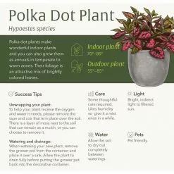 LIVELY ROOT 4 in. Pink Polka Dot Plant (Hypoestes Phyllostachya) Plant in Grower Pot 10 LIVELY ROOT 4 in. Pink Polka Dot Plant (Hypoestes Phyllostachya) Plant in Grower Pot -Deals Silky Store lively root indoor plants lfpnkdt 44 1000