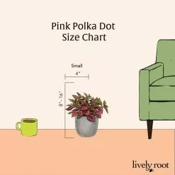 LIVELY ROOT 4 in. Pink Polka Dot Plant (Hypoestes Phyllostachya) Plant in Grower Pot 8 LIVELY ROOT 4 in. Pink Polka Dot Plant (Hypoestes Phyllostachya) Plant in Grower Pot -Deals Silky Store lively root indoor plants lfpnkdt 4f 1000