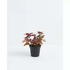 LIVELY ROOT 4 in. Pink Polka Dot Plant (Hypoestes Phyllostachya) Plant in Grower Pot