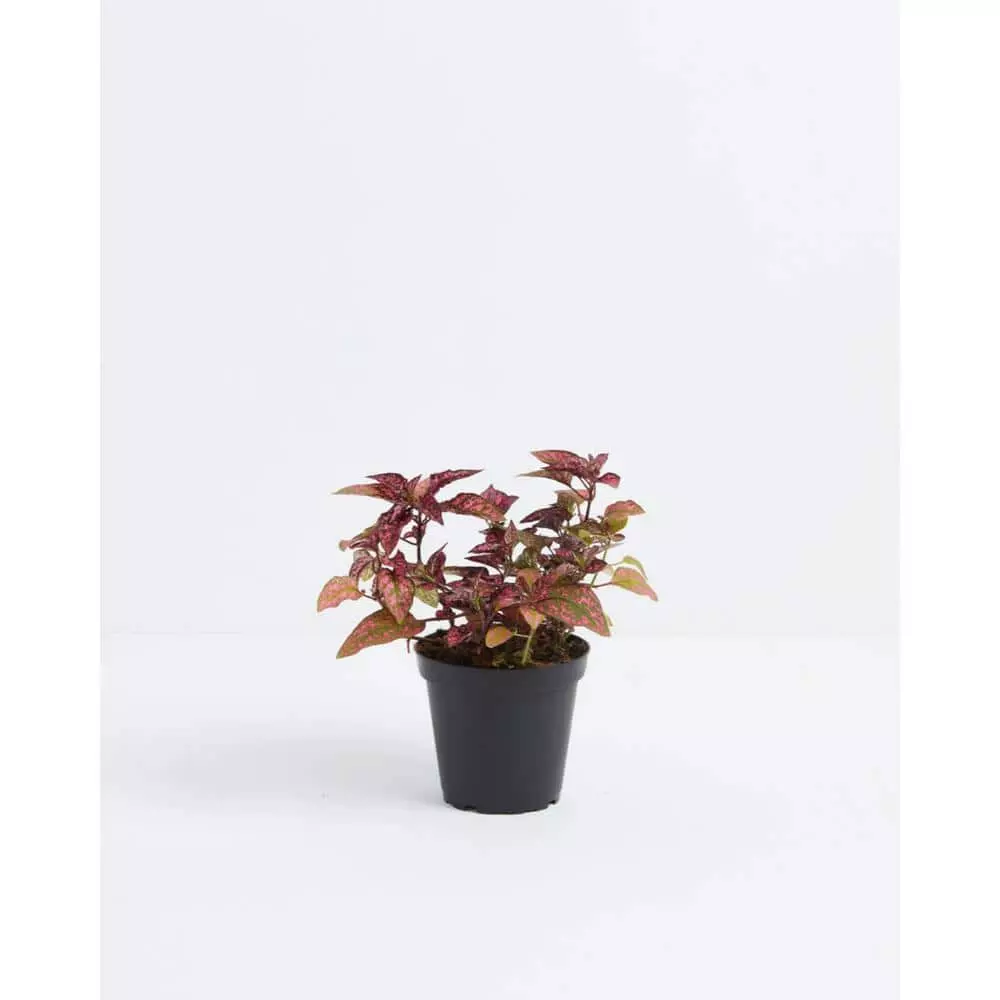 LIVELY ROOT 4 in. Pink Polka Dot Plant (Hypoestes Phyllostachya) Plant in Grower Pot 1 LIVELY ROOT 4 in. Pink Polka Dot Plant (Hypoestes Phyllostachya) Plant in Grower Pot