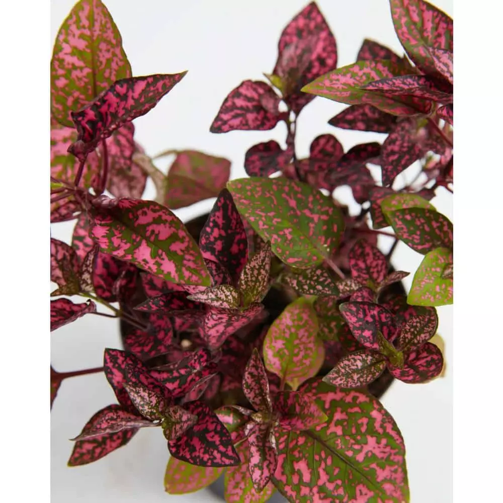 LIVELY ROOT 4 in. Pink Polka Dot Plant (Hypoestes Phyllostachya) Plant in Grower Pot 2 LIVELY ROOT 4 in. Pink Polka Dot Plant (Hypoestes Phyllostachya) Plant in Grower Pot - Image 2