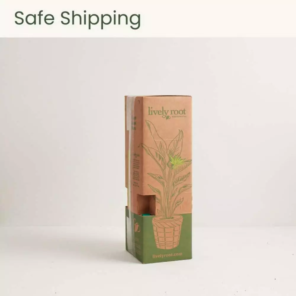 LIVELY ROOT 4 in. Pink Polka Dot Plant (Hypoestes Phyllostachya) Plant in Grower Pot 6 LIVELY ROOT 4 in. Pink Polka Dot Plant (Hypoestes Phyllostachya) Plant in Grower Pot - Image 6