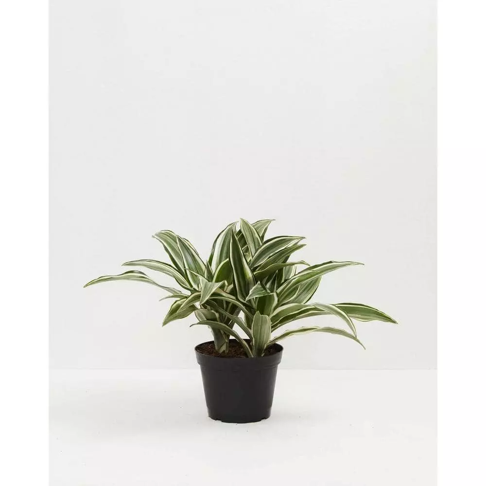 LIVELY ROOT 6 in. White Stripe Dragon Tree (Dracaena Warneckii) Plant in Grower Pot 1 LIVELY ROOT 6 in. White Stripe Dragon Tree (Dracaena Warneckii) Plant in Grower Pot