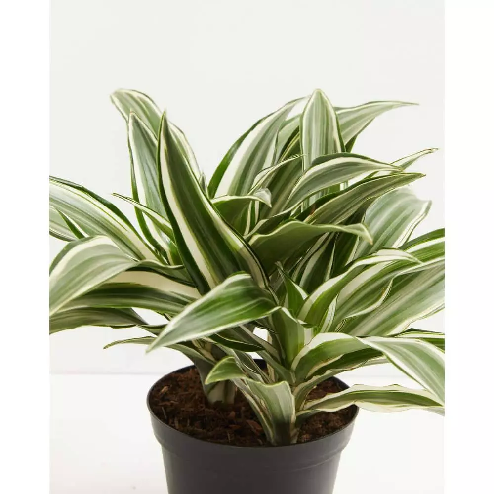 LIVELY ROOT 6 in. White Stripe Dragon Tree (Dracaena Warneckii) Plant in Grower Pot 2 LIVELY ROOT 6 in. White Stripe Dragon Tree (Dracaena Warneckii) Plant in Grower Pot - Image 2