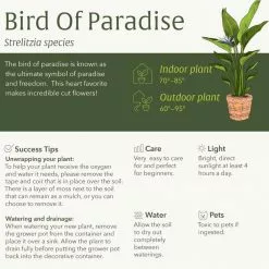 LIVELY ROOT 10 in. Giant Bird of Paradise (Strelitzia Nicolai) Plant in Grower Pot -Deals Silky Store lively root indoor plants lrbirdpar10 4f 1000