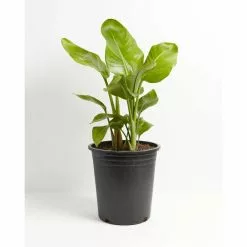 LIVELY ROOT 10 in. Giant Bird of Paradise (Strelitzia Nicolai) Plant in Grower Pot