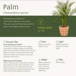 LIVELY ROOT 10 in. Cat Palm (Chamaedorea Cataractarum) Plant in Extra Large Grower Pot -Deals Silky Store lively root indoor plants lrcpin10 4f 1000