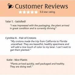 LIVELY ROOT 10 in. Croton Petra (Codiaeum variegatum Petra) Plant in Grower Pot -Deals Silky Store lively root indoor plants lrcrot10 4f 1000