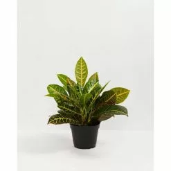 LIVELY ROOT 10 in. Croton Petra (Codiaeum variegatum Petra) Plant in Grower Pot