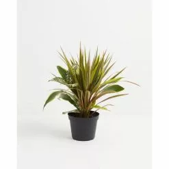 LIVELY ROOT Dracaena Combination Red Leaf Plant in 6 in. Grower Pot