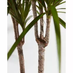 LIVELY ROOT 4 in. Dracaena Marginata (Dracaena Marginata) Plant in Grower Pot -Deals Silky Store lively root indoor plants lrdrmarg4 4f 1000