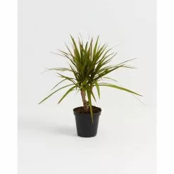 LIVELY ROOT 4 in. Dracaena Marginata (Dracaena Marginata) Plant in Grower Pot