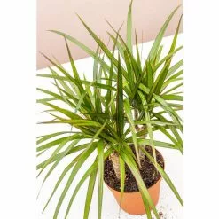 LIVELY ROOT 6 in. Dracaena Marginata (Dracaena Marginata) Plant in Grower Pot -Deals Silky Store lively root indoor plants lrdrmarg6 4f 1000