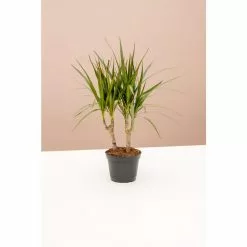 LIVELY ROOT 6 in. Dracaena Marginata (Dracaena Marginata) Plant in Grower Pot