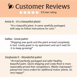 LIVELY ROOT 10 in. Pygmy Date Palm (Phoenix Roebelenii) Plant in Grower Pot -Deals Silky Store lively root indoor plants lrdtpalm 1f 1000