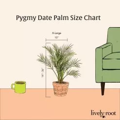 LIVELY ROOT 10 in. Pygmy Date Palm (Phoenix Roebelenii) Plant in Grower Pot -Deals Silky Store lively root indoor plants lrdtpalm 4f 1000