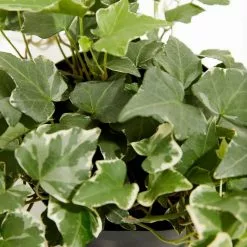 LIVELY ROOT 6 in. English Ivy Glacier (Hedera helix Variegata) Plant in Grower Pot 5 LIVELY ROOT 6 in. English Ivy Glacier (Hedera helix Variegata) Plant in Grower Pot -Deals Silky Store lively root indoor plants lrengivy6 4f 1000
