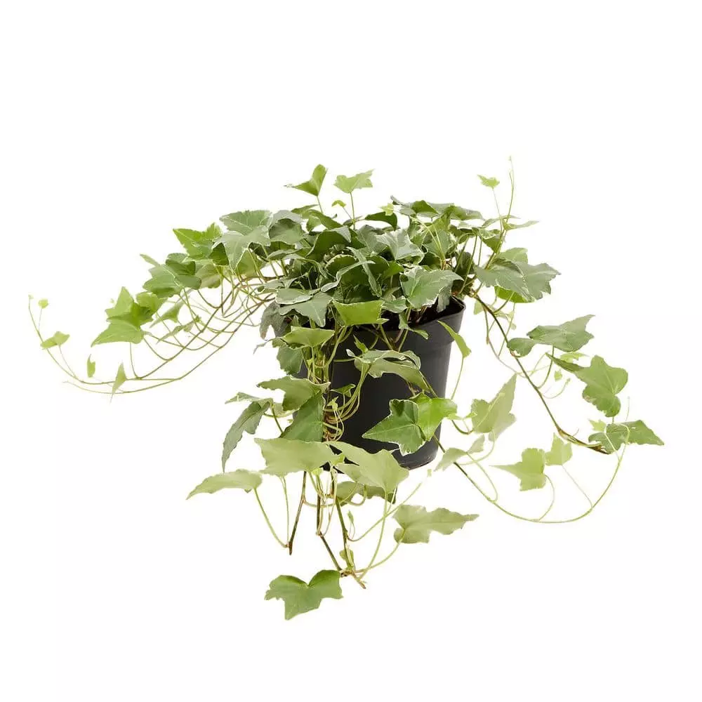 LIVELY ROOT 6 in. English Ivy Glacier (Hedera helix Variegata) Plant in Grower Pot 1 LIVELY ROOT 6 in. English Ivy Glacier (Hedera helix Variegata) Plant in Grower Pot