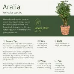 LIVELY ROOT 6 in. Fabian Aralia Stump (Polyscias Scutellaria) Plant in Grower Pot -Deals Silky Store lively root indoor plants lrfbaral 1f 1000