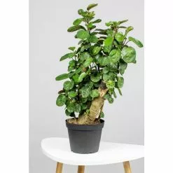 LIVELY ROOT 6 in. Fabian Aralia Stump (Polyscias Scutellaria) Plant in Grower Pot -Deals Silky Store lively root indoor plants lrfbaral 4f 1000