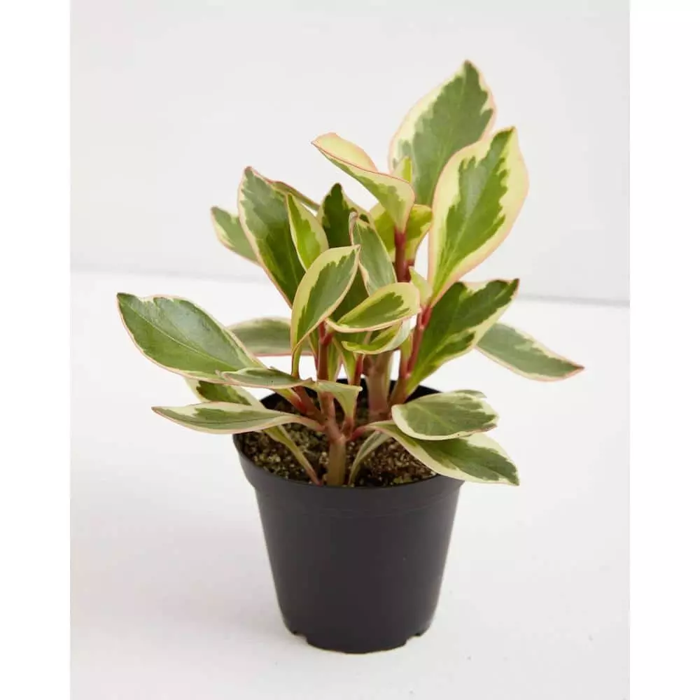 LIVELY ROOT 4 in. Peperomia Ginny Pepper Peperomia Clusiifolia Ginny Plant in Grower Pot 1 LIVELY ROOT 4 in. Peperomia Ginny Pepper Peperomia Clusiifolia Ginny Plant in Grower Pot