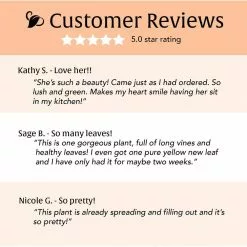 LIVELY ROOT 6 in. Golden Pothos (Epipremnum Aureus) Plant in Grower Pot -Deals Silky Store lively root indoor plants lrgldnp6 1f 1000