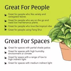 LIVELY ROOT 6 in. Golden Pothos (Epipremnum Aureus) Plant in Grower Pot -Deals Silky Store lively root indoor plants lrgldnp6 44 1000