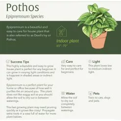 LIVELY ROOT 6 in. Golden Pothos (Epipremnum Aureus) Plant in Grower Pot -Deals Silky Store lively root indoor plants lrgldnp6 4f 1000