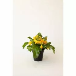 LIVELY ROOT 4 in. Kalanchoe Flower (Kalanchoe) Plant in Grower Pot