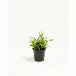 LIVELY ROOT 4 in. Lemon Buttons Fern (Nephrolepis cordifolia Lemon Buttons) Plant in Grower Pot