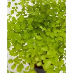 LIVELY ROOT 4 in. Maidenhair Fern (Adiantum Aethiopicum) Plant in Grower Pot 5 LIVELY ROOT 4 in. Maidenhair Fern (Adiantum Aethiopicum) Plant in Grower Pot -Deals Silky Store lively root indoor plants lrmhfern4 4f 1000