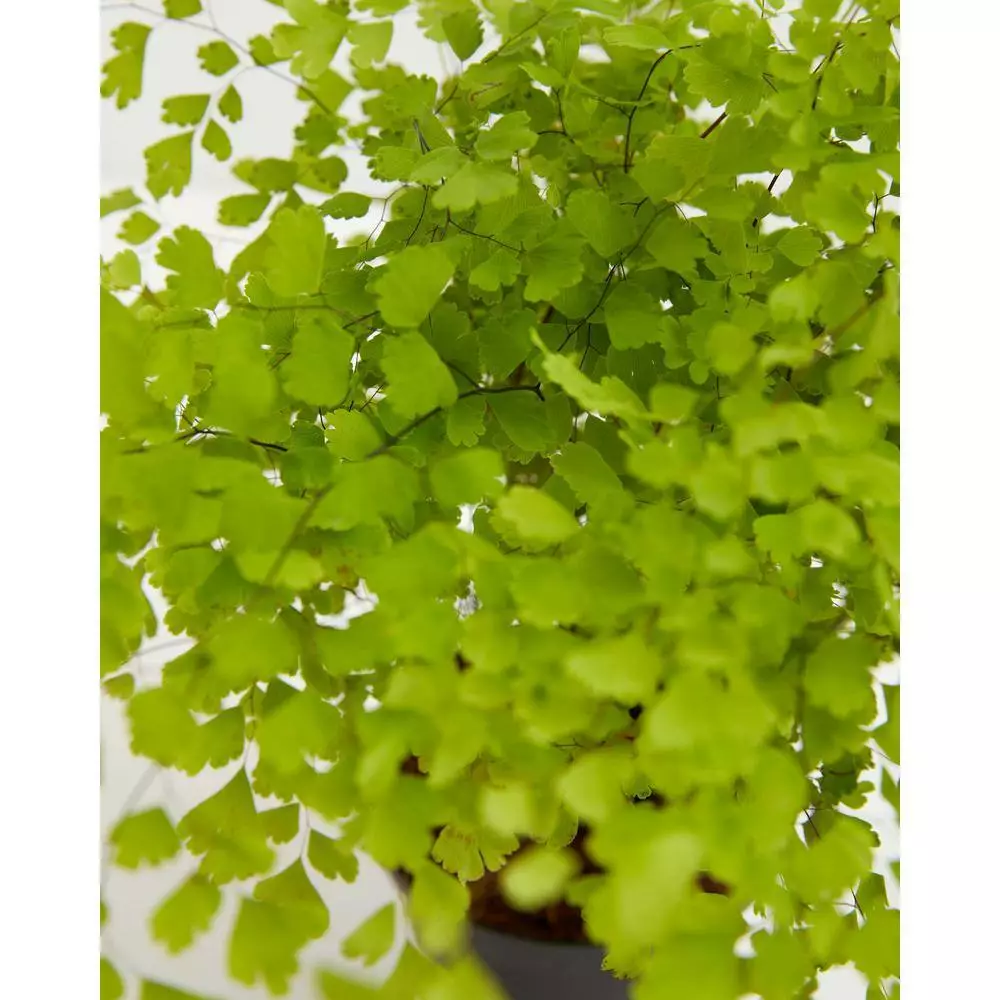 LIVELY ROOT 4 in. Maidenhair Fern (Adiantum Aethiopicum) Plant in Grower Pot 3 LIVELY ROOT 4 in. Maidenhair Fern (Adiantum Aethiopicum) Plant in Grower Pot - Image 3