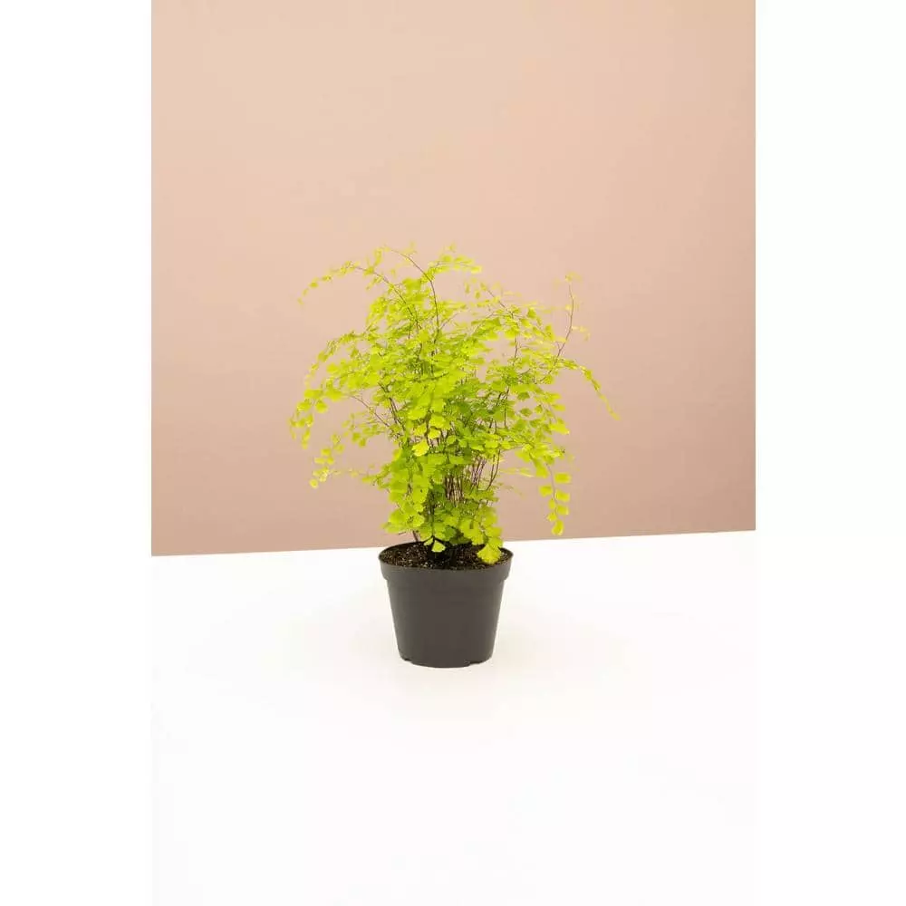 LIVELY ROOT 4 in. Maidenhair Fern (Adiantum Aethiopicum) Plant in Grower Pot 1 LIVELY ROOT 4 in. Maidenhair Fern (Adiantum Aethiopicum) Plant in Grower Pot
