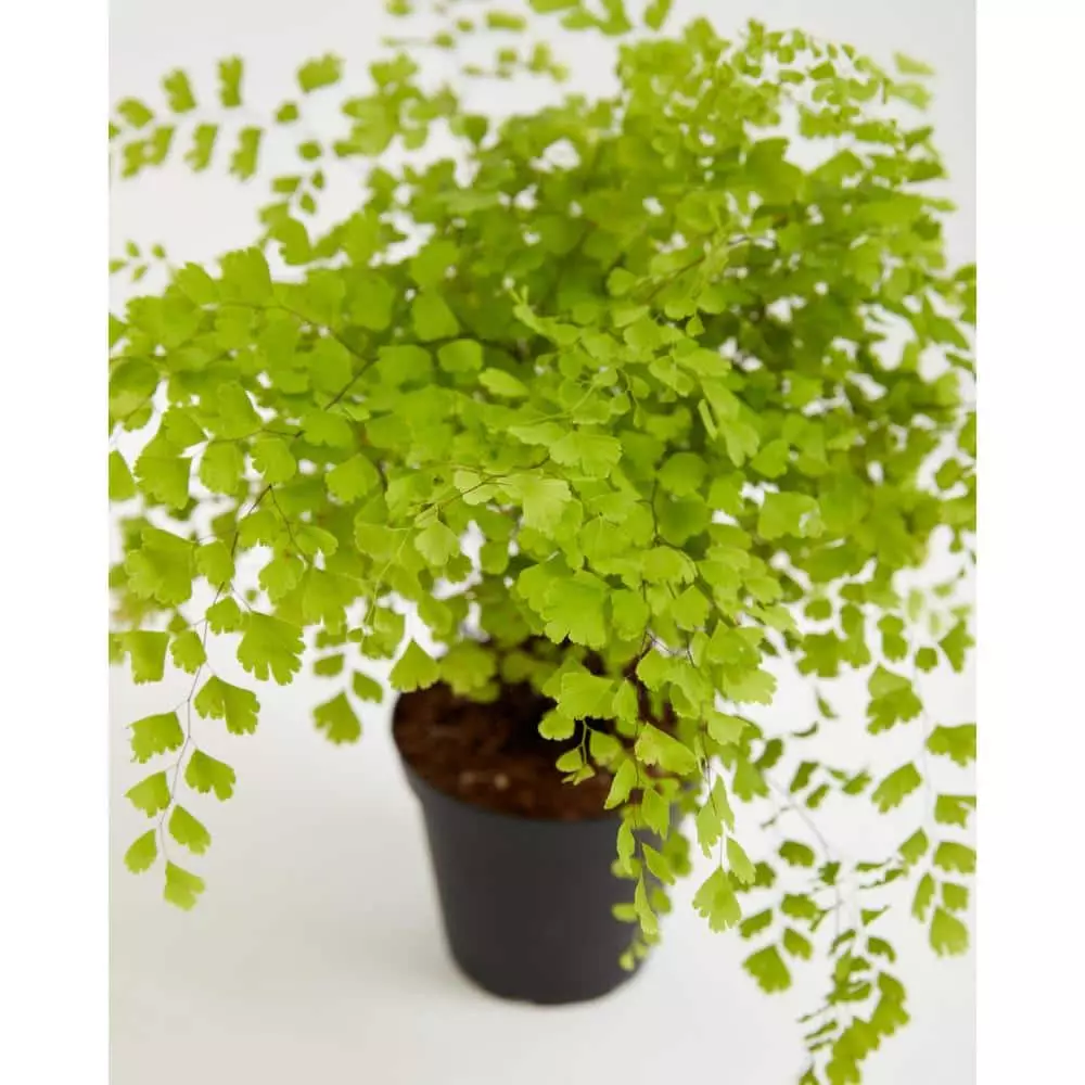LIVELY ROOT 4 in. Maidenhair Fern (Adiantum Aethiopicum) Plant in Grower Pot 2 LIVELY ROOT 4 in. Maidenhair Fern (Adiantum Aethiopicum) Plant in Grower Pot - Image 2