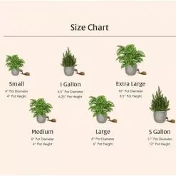 LIVELY ROOT 6 in. Maidenhair Fern (Adiantum Aethiopicum) Plant in Grower Pot -Deals Silky Store lively root indoor plants lrmhfern6 4f 1000