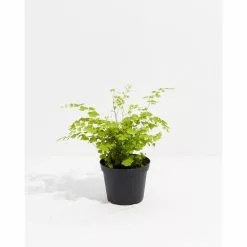 LIVELY ROOT 6 in. Maidenhair Fern (Adiantum Aethiopicum) Plant in Grower Pot