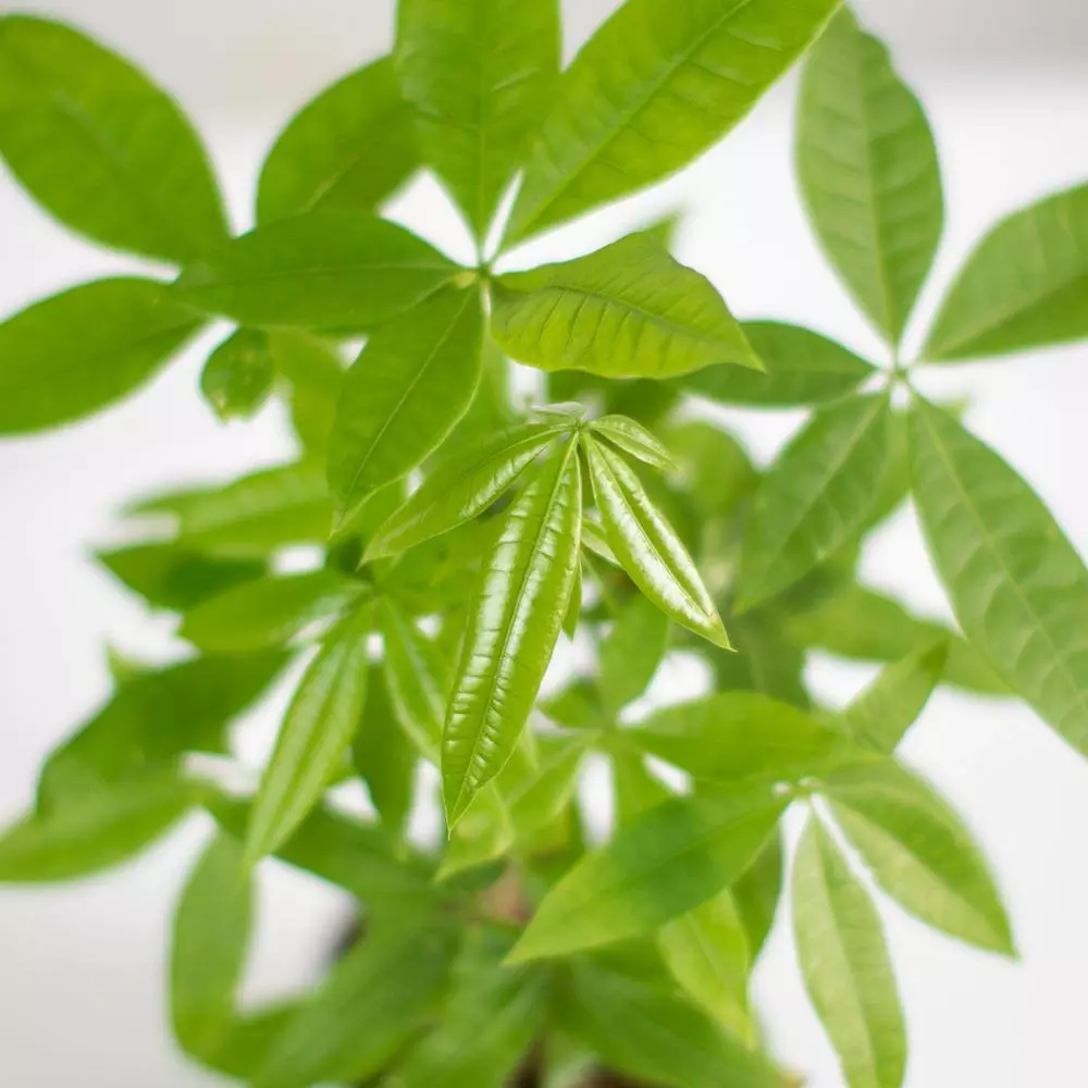 LIVELY ROOT 4 in. Money Tree (Pachira Aquatica) Plant in Grower Pot 5 LIVELY ROOT 4 in. Money Tree (Pachira Aquatica) Plant in Grower Pot - Image 5