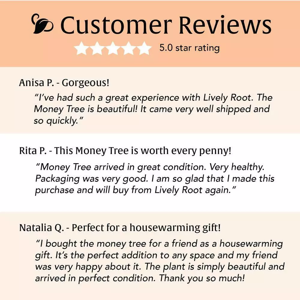 LIVELY ROOT 4 in. Money Tree (Pachira Aquatica) Plant in Grower Pot 6 LIVELY ROOT 4 in. Money Tree (Pachira Aquatica) Plant in Grower Pot - Image 6