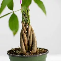 LIVELY ROOT 4 in. Money Tree (Pachira Aquatica) Plant in Grower Pot 11 LIVELY ROOT 4 in. Money Tree (Pachira Aquatica) Plant in Grower Pot -Deals Silky Store lively root indoor plants lrmnytr4 4f 1000