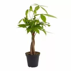 LIVELY ROOT 4 in. Money Tree (Pachira Aquatica) Plant in Grower Pot