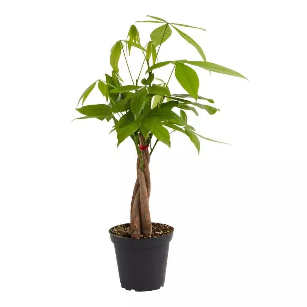 LIVELY ROOT 4 in. Money Tree (Pachira Aquatica) Plant in Grower Pot 1 LIVELY ROOT 4 in. Money Tree (Pachira Aquatica) Plant in Grower Pot