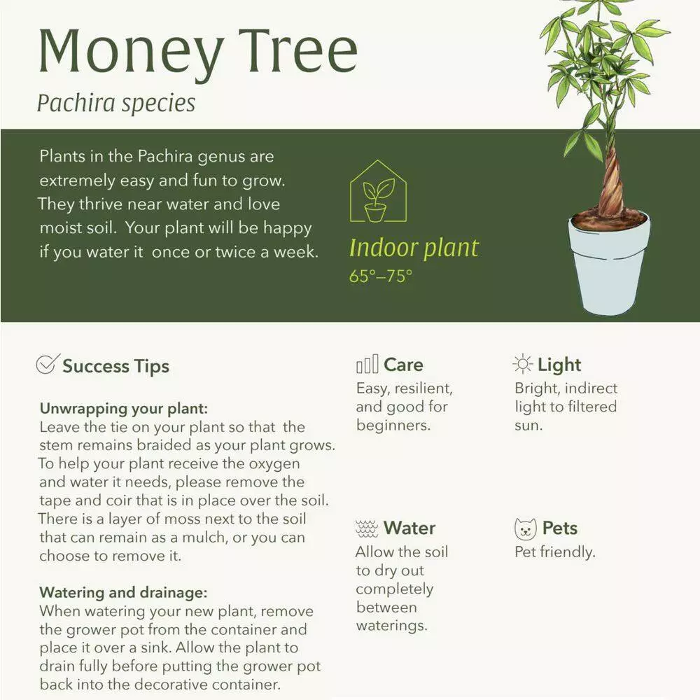 LIVELY ROOT 4 in. Money Tree (Pachira Aquatica) Plant in Grower Pot 8 LIVELY ROOT 4 in. Money Tree (Pachira Aquatica) Plant in Grower Pot - Image 8