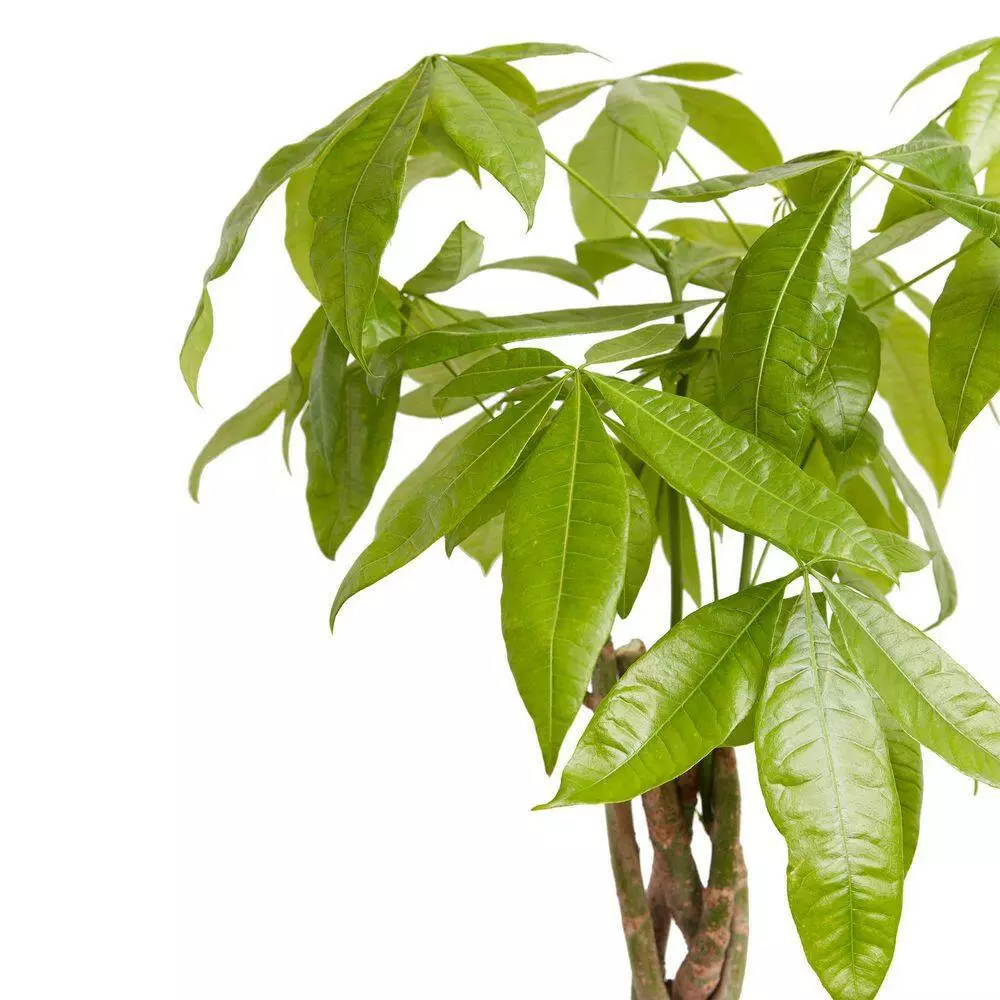 LIVELY ROOT 4 in. Money Tree (Pachira Aquatica) Plant in Grower Pot 3 LIVELY ROOT 4 in. Money Tree (Pachira Aquatica) Plant in Grower Pot - Image 3
